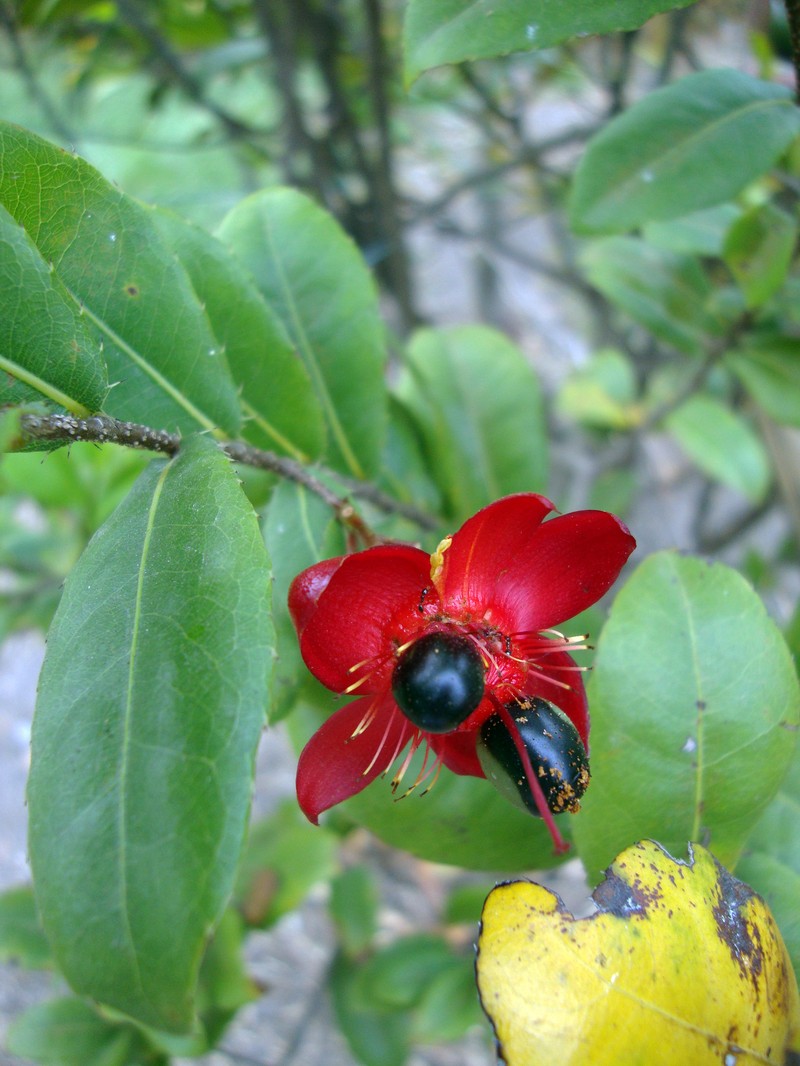 Thomas' Bird's-Eye Bush photo 6