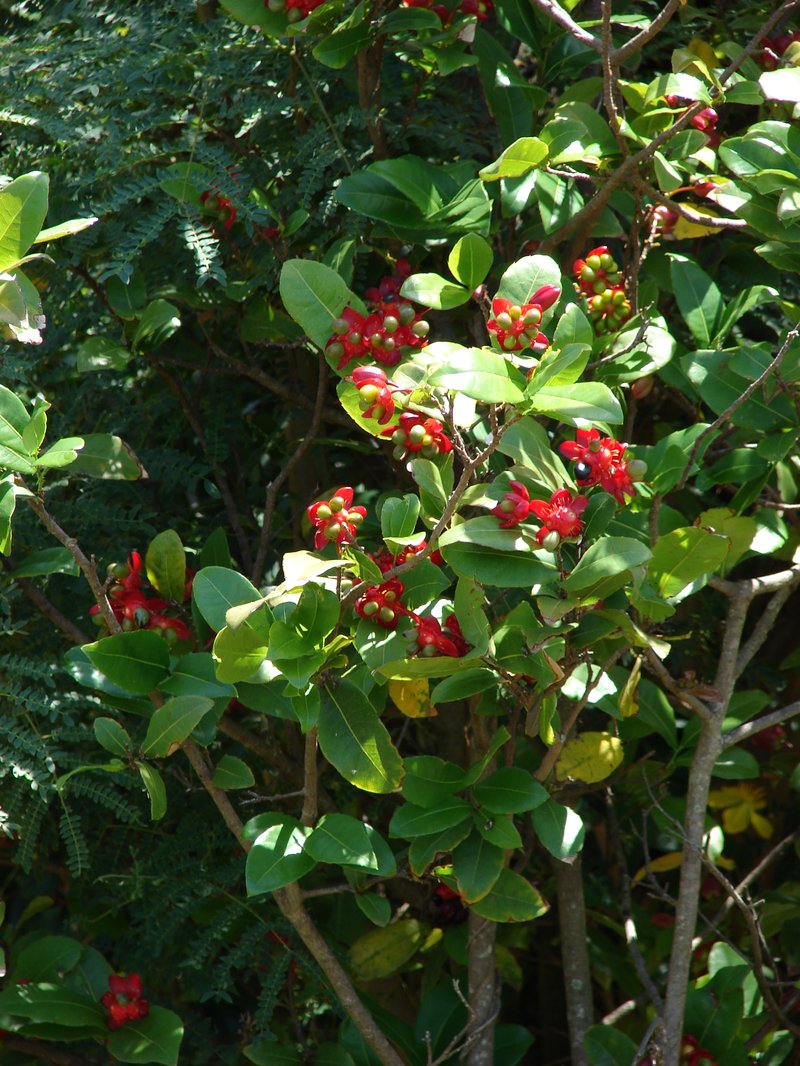 Thomas' Bird's-Eye Bush photo 7