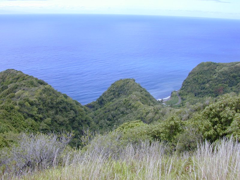 Thomas' Bird's-Eye Bush photo 8