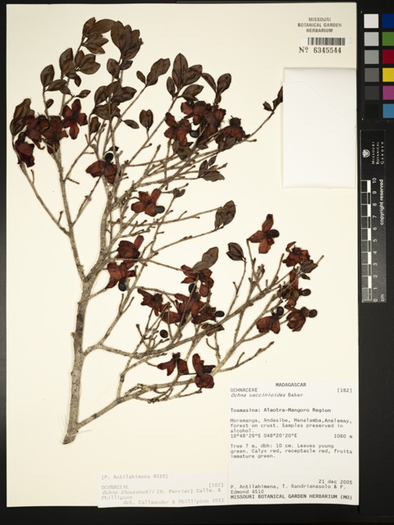 Ochna thouvenotii