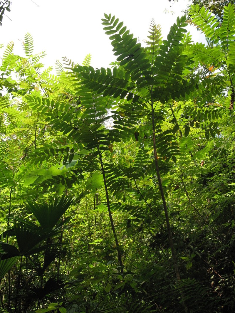 Ochoterenaea colombiana