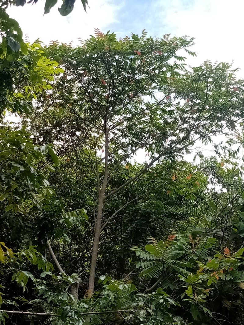 Ochoterenaea colombiana photo 2