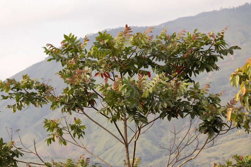 Ochoterenaea colombiana photo 3