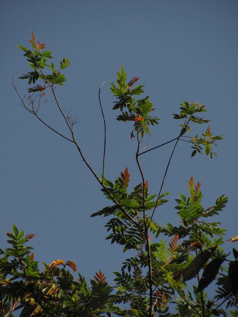 Ochoterenaea colombiana photo 5