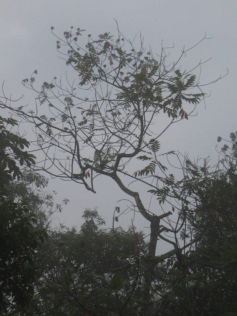 Ochoterenaea colombiana photo 6