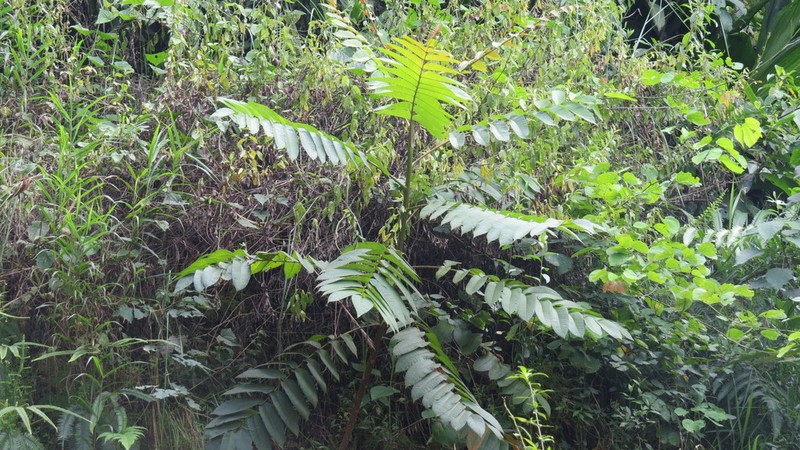 Ochoterenaea colombiana photo 8