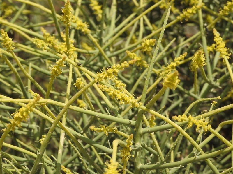 Ochradenus arabicus