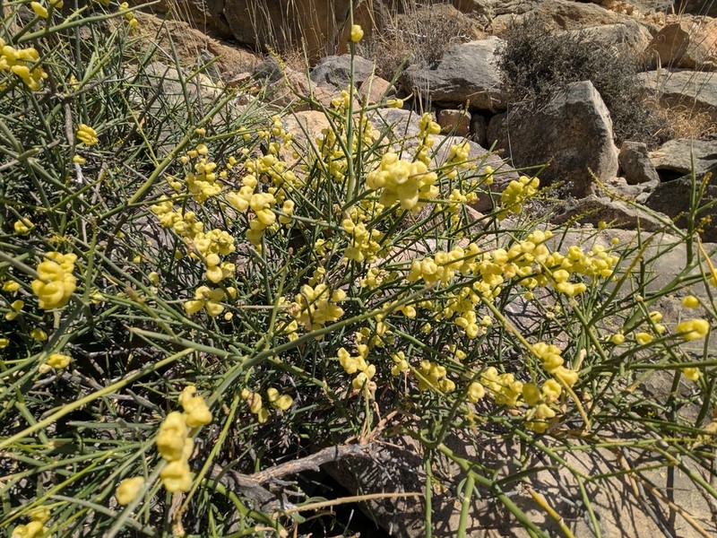 Ochradenus arabicus photo 2