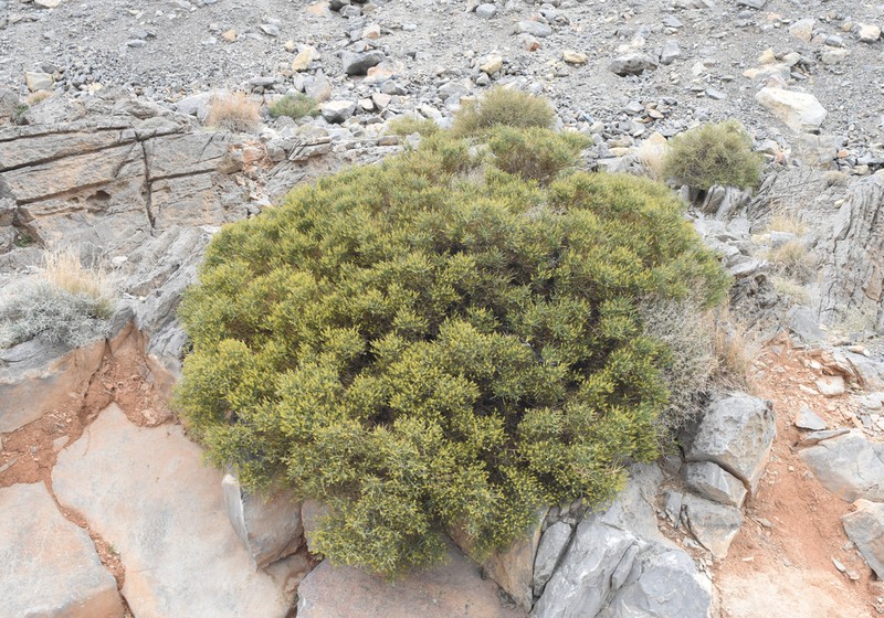 Ochradenus arabicus photo 3