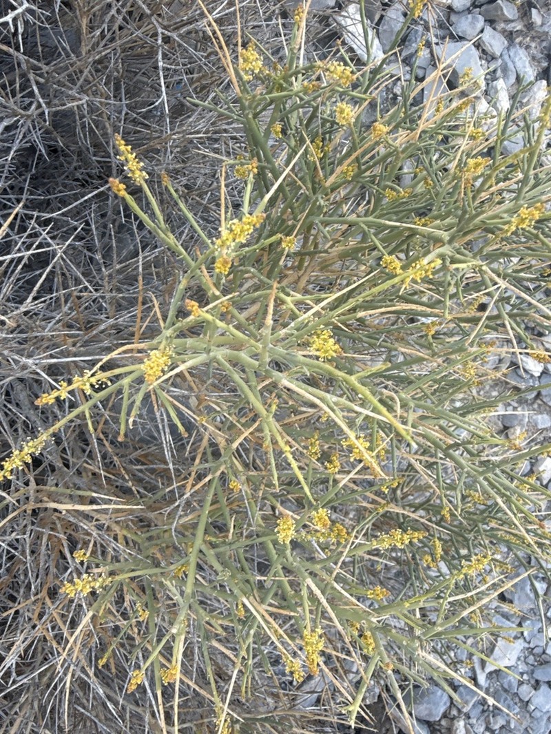 Ochradenus arabicus photo 5