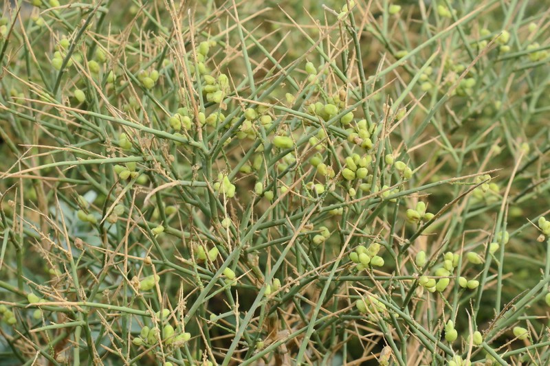 Ochradenus arabicus photo 6