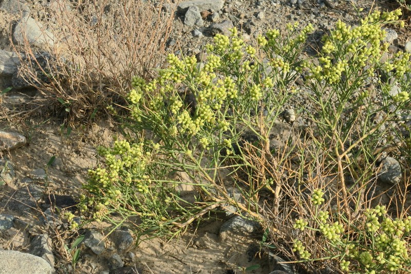 Ochradenus arabicus photo 7