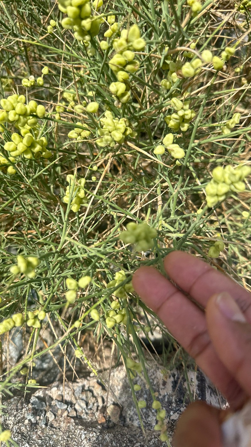 Ochradenus arabicus photo 8