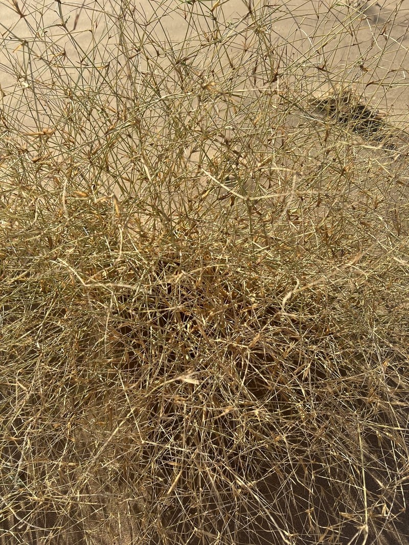 Ochradenus baccatus photo 2