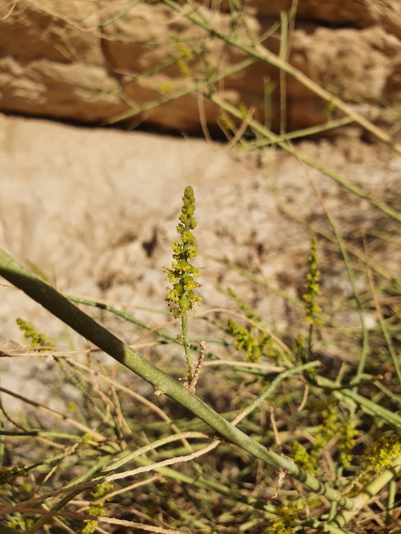 Ochradenus baccatus photo 5