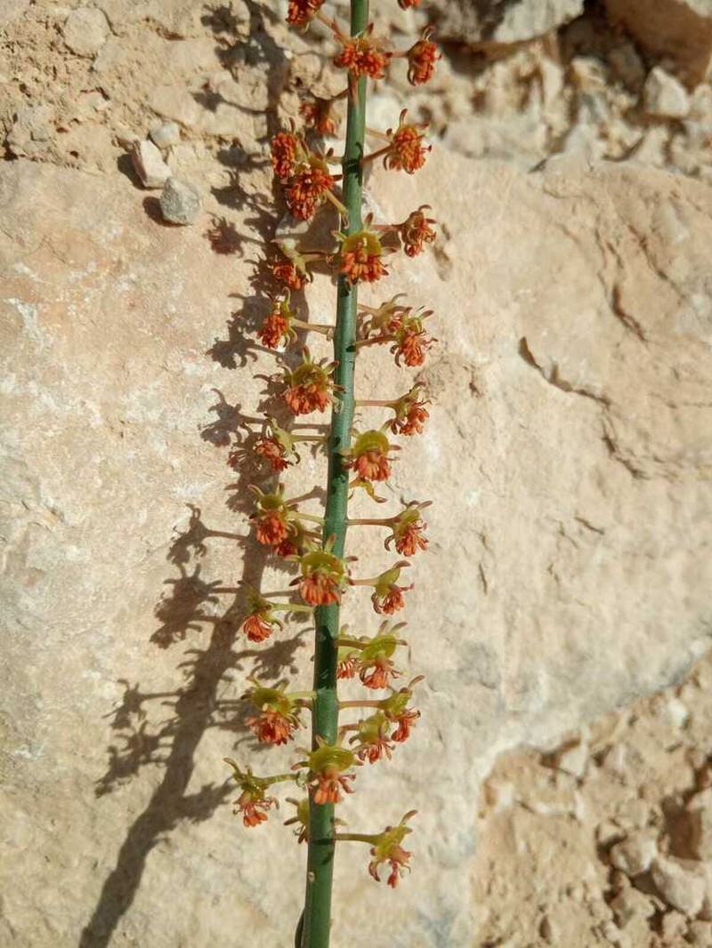 Ochradenus gifrii