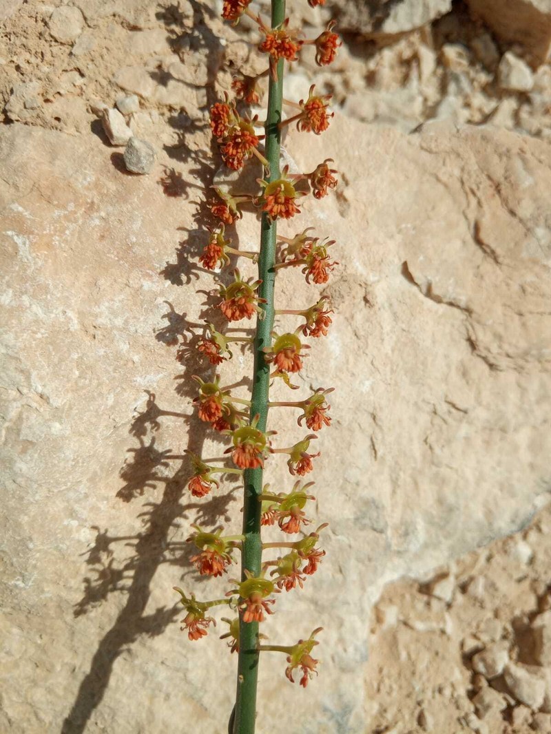 Ochradenus gifrii photo 2