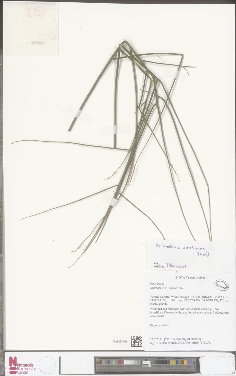Ochradenus socotranus