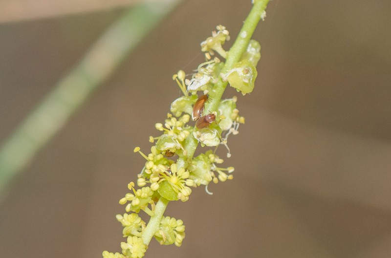 Ochradenus socotranus photo 4