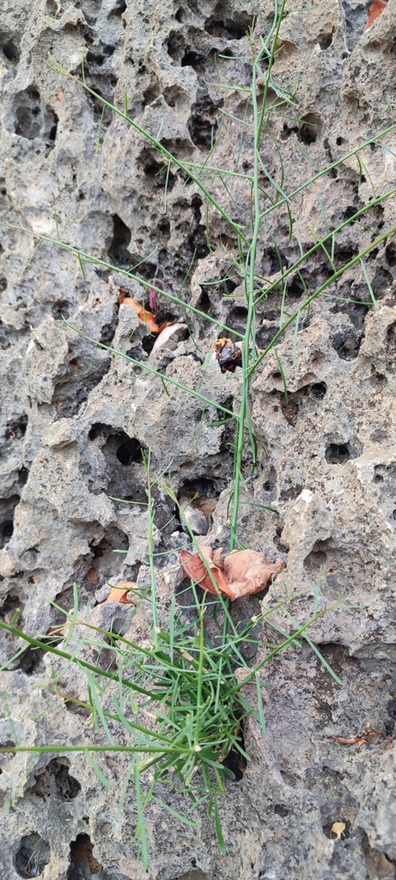 Ochradenus socotranus photo 6