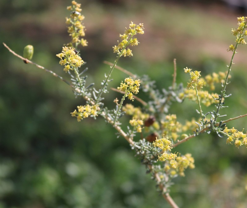 Ochradenus somalensis