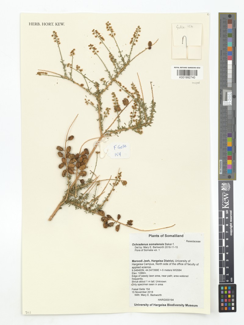 Ochradenus somalensis photo 2