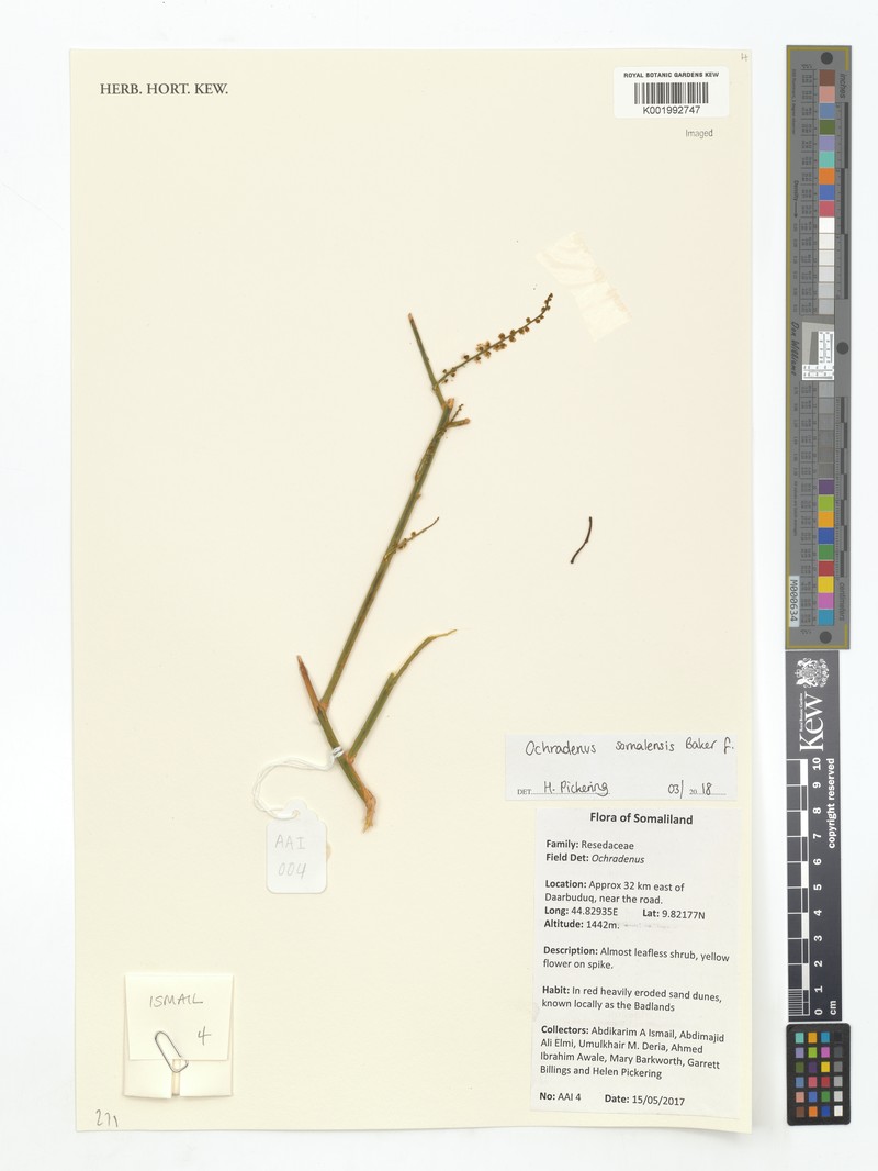 Ochradenus somalensis photo 3