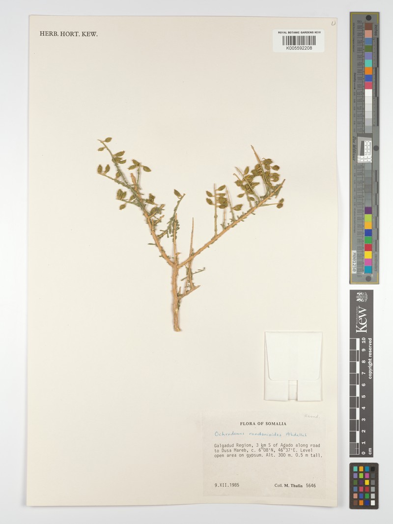 Ochradenus somalensis photo 4