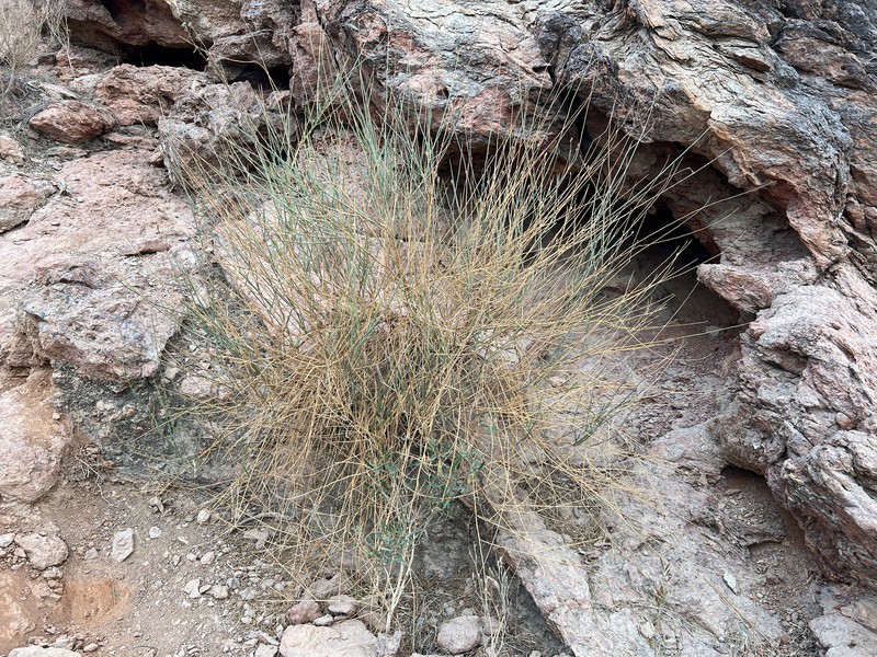 Ochradiscus aucheri photo 2