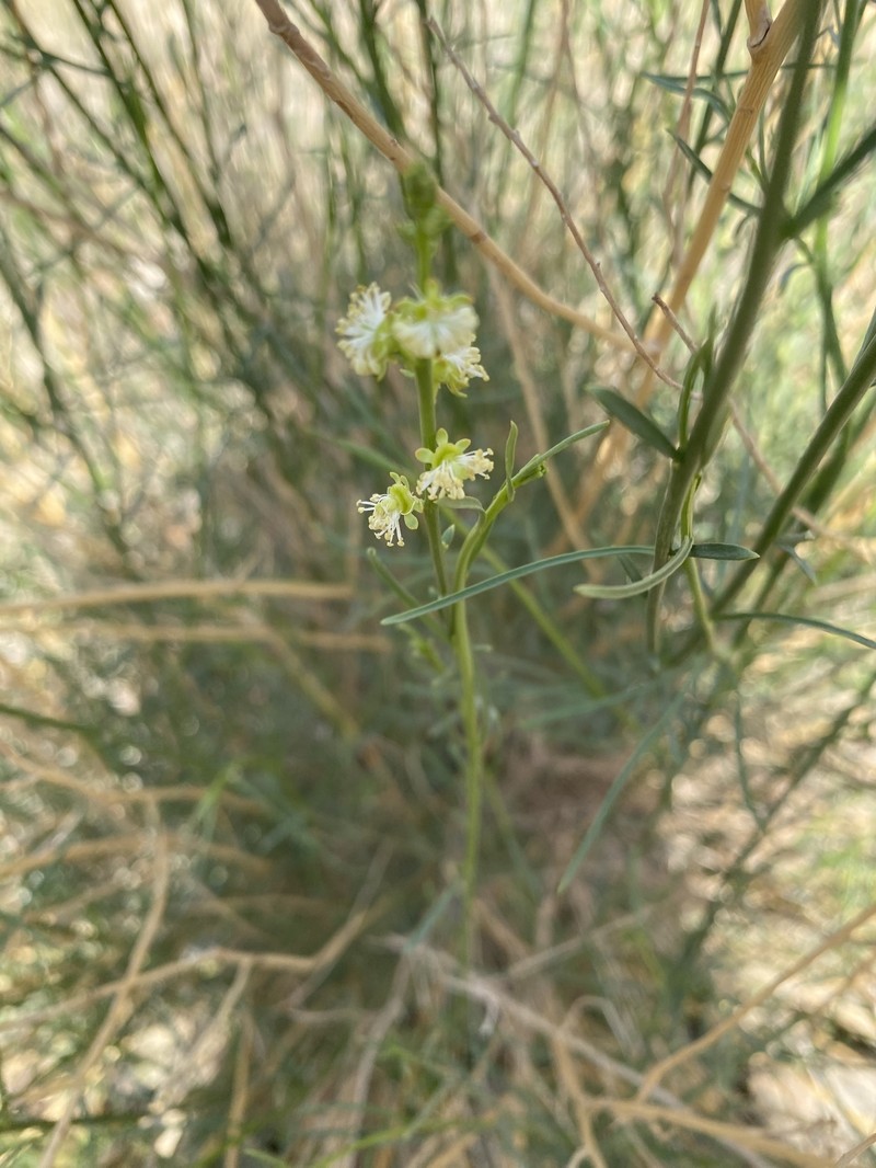 Ochradiscus aucheri photo 3