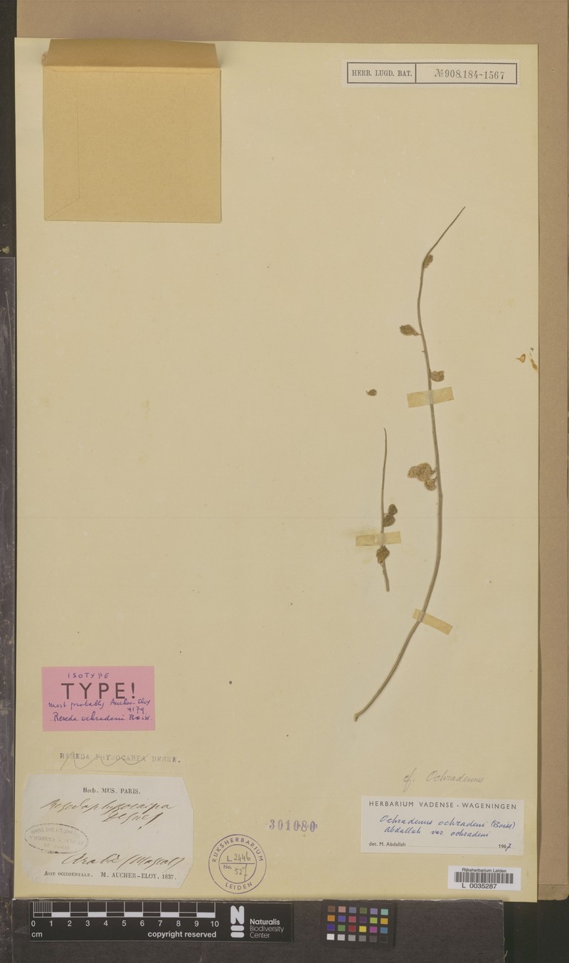Ochradiscus ochradeni photo 2