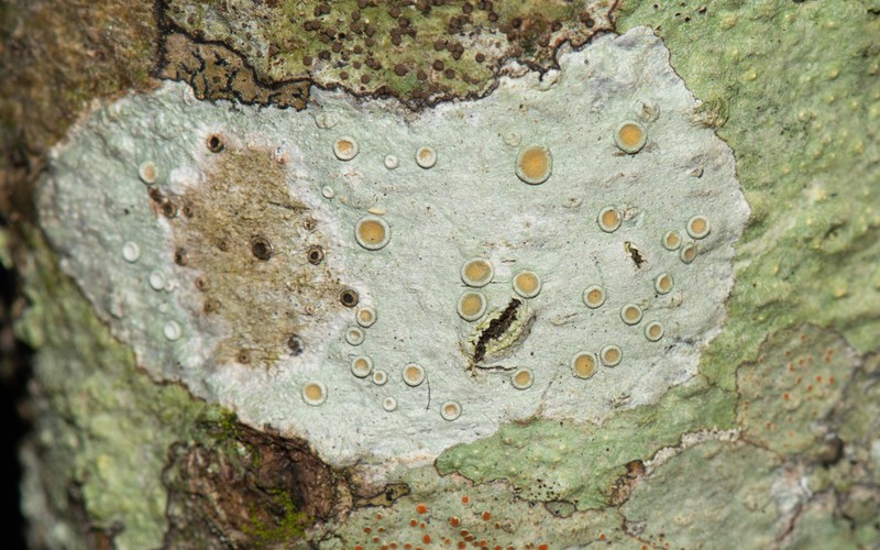 Ochrolechia africana photo 2