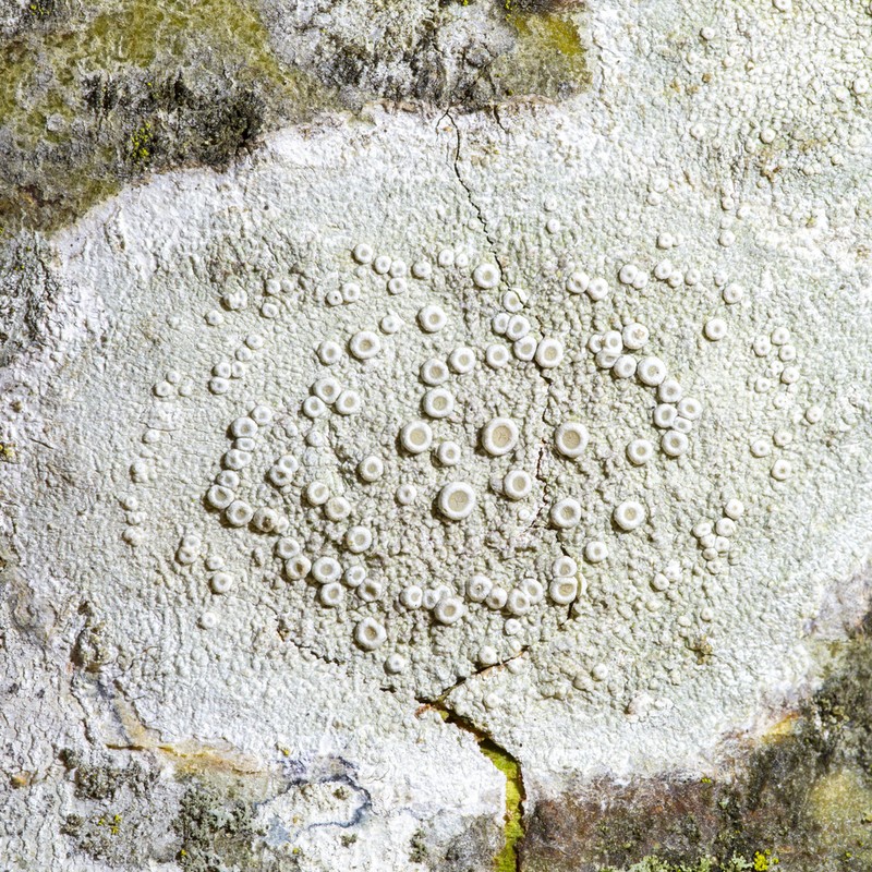 Ochrolechia africana photo 3