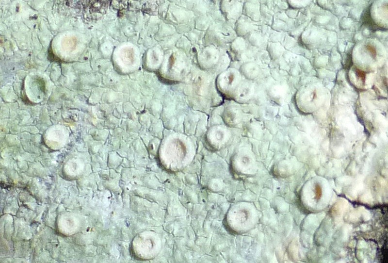 Ochrolechia africana photo 4