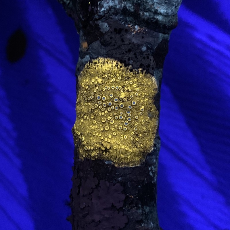 Ochrolechia africana photo 5