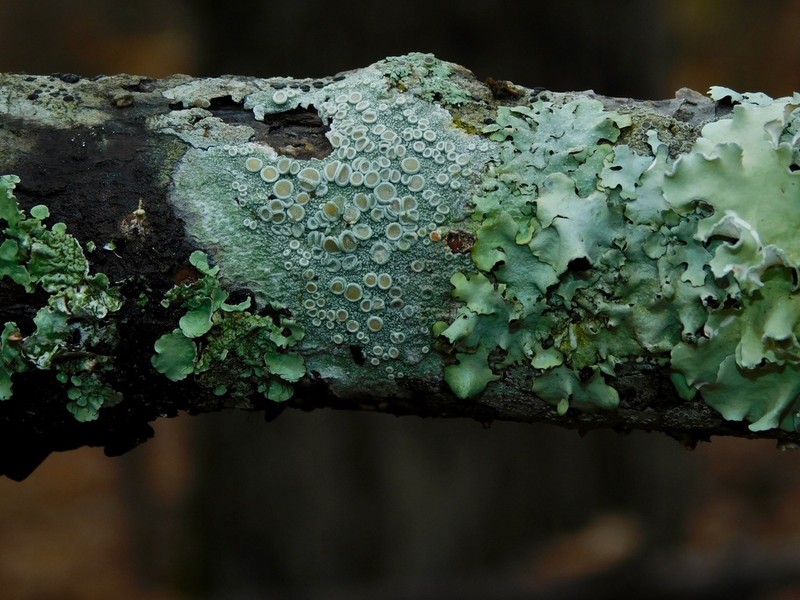 Ochrolechia africana photo 6