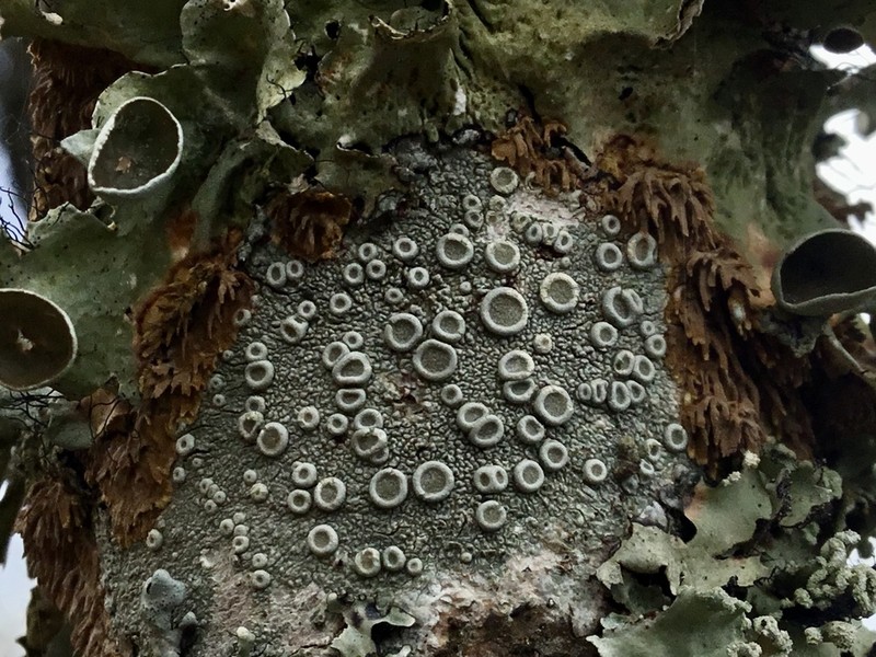 Ochrolechia africana photo 7