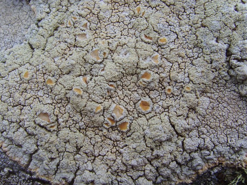 Crabseye Lichen