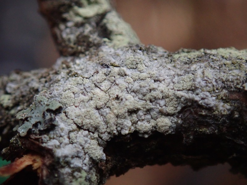 Crabseye Lichen