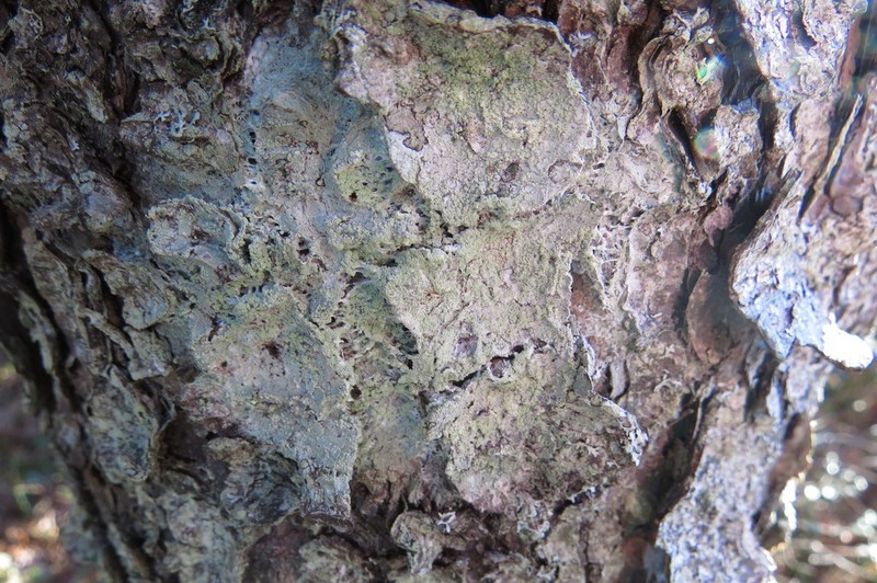 Crabseye Lichen photo 2