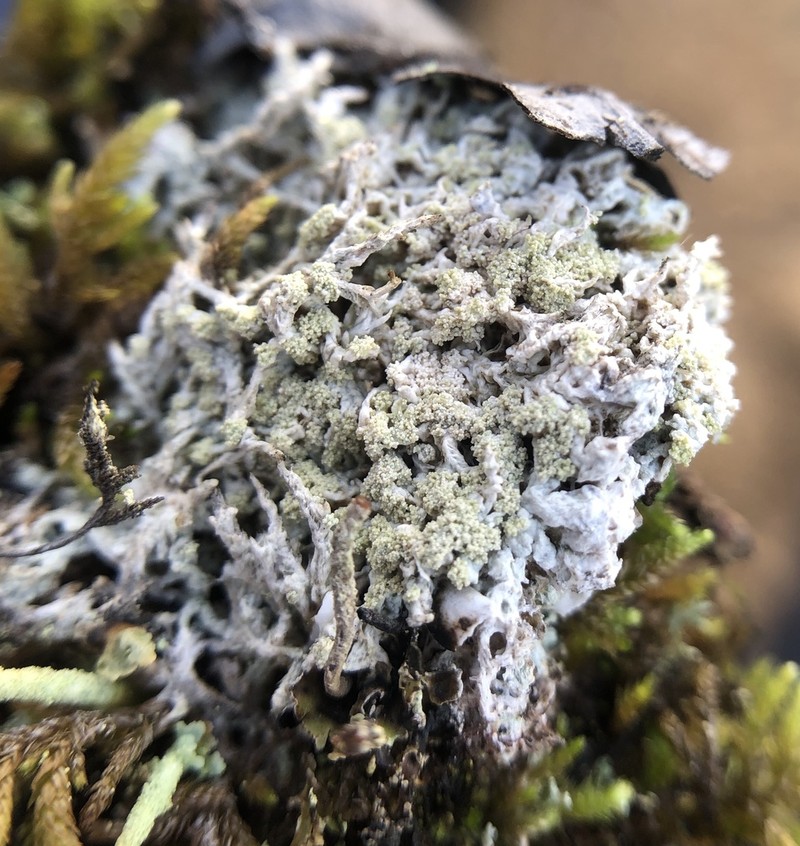 Crabseye Lichen photo 3