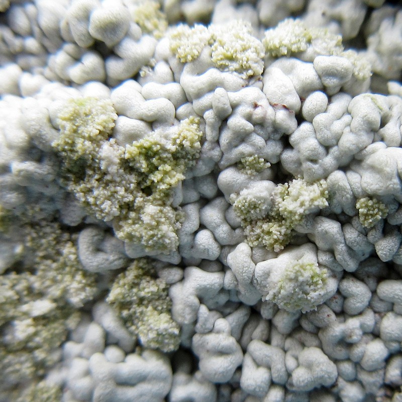 Crabseye Lichen photo 4
