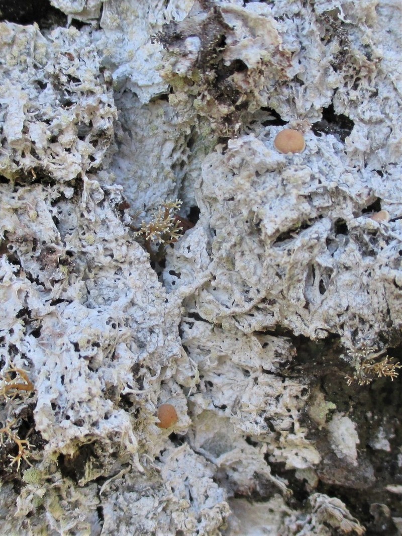 Crabseye Lichen photo 5