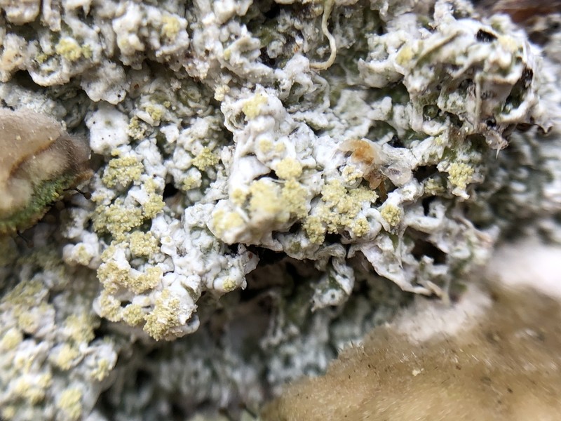 Crabseye Lichen photo 6