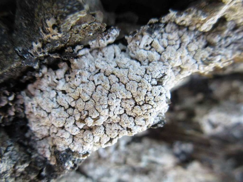 Crabseye Lichen photo 7