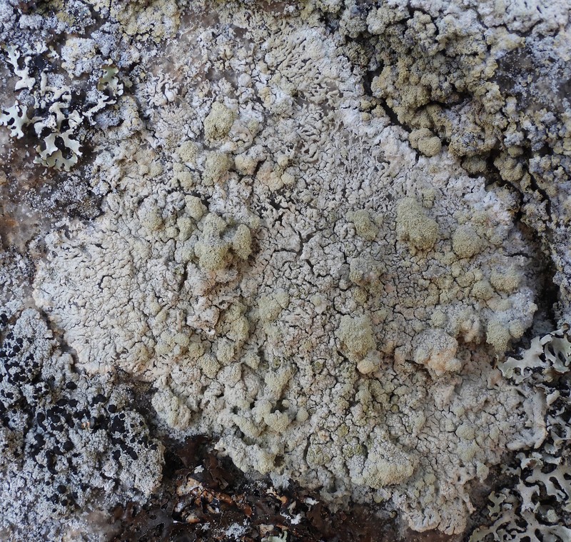 Crabseye Lichen photo 8
