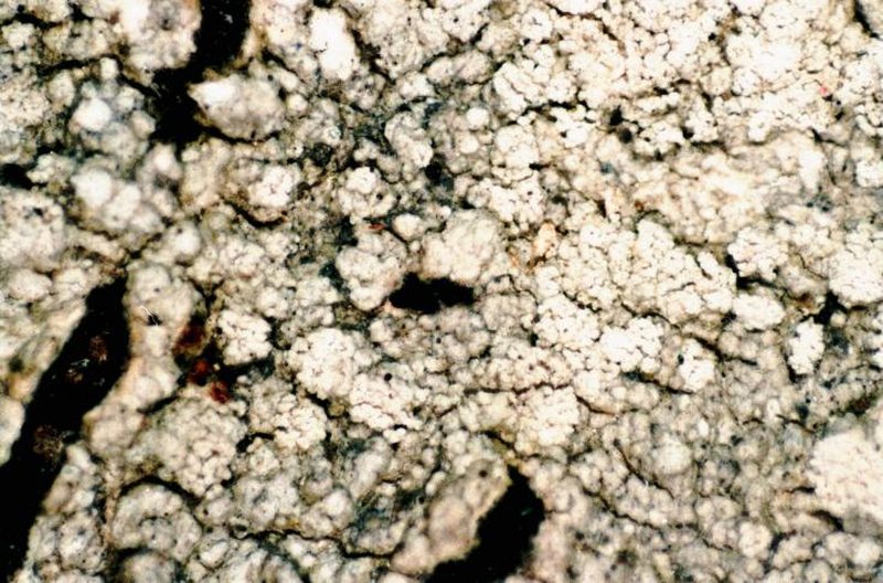 Tree Crabseye Lichen