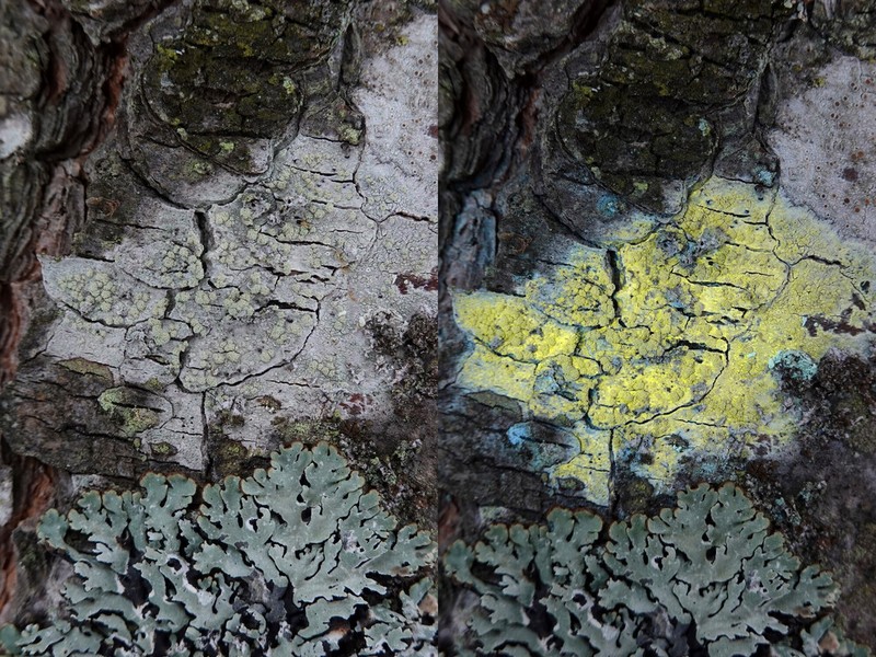 Tree Crabseye Lichen
