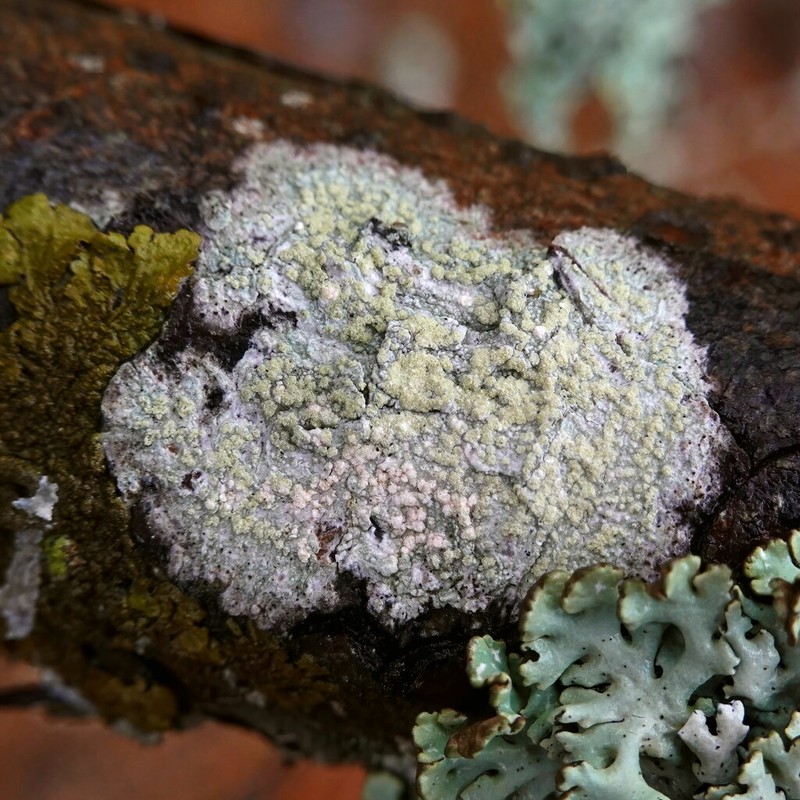 Tree Crabseye Lichen photo 2