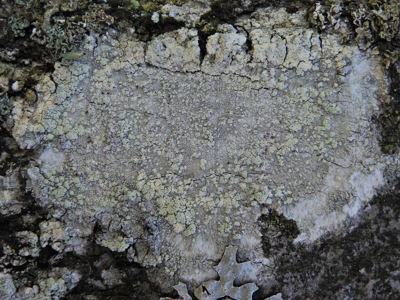 Tree Crabseye Lichen photo 3